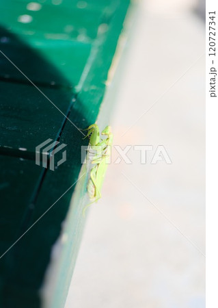 ベンチにしがみつくカマキリ ベンチにしがみつくカマキリ 120727341