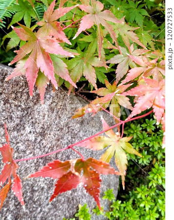 紅葉したもみじ 120727533