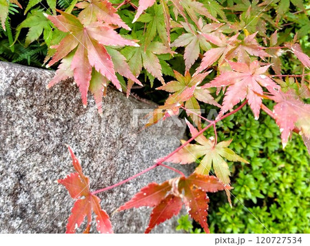 紅葉したもみじ 120727534