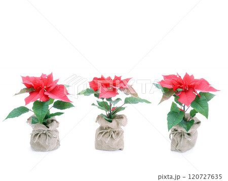 Three poinsettia flowers Three poinsettia flowers 120727635