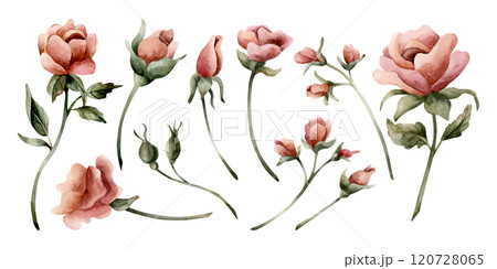 Rose flowers and buds. Dusty pink garden flowers with leaves. Set of watercolor hand painted floral isolated illustration for wedding design, home textile, porcelain crockery, cosmetic package, cards Rose flowers and buds. Dusty pink garden flowers with leaves. Set of watercolor hand painted floral isolated illustration for wedding design, home textile, porcelain crockery, cosmetic package, cards 120728065