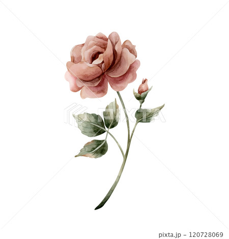 Rose flower on stem with buds and leaves. Dusty pink garden flowers. Watercolor hand painted floral isolated illustration for wedding design, home textile, porcelain crockery, cosmetic package, cards Rose flower on stem with buds and leaves. Dusty pink garden flowers. Watercolor hand painted floral isolated illustration for wedding design, home textile, porcelain crockery, cosmetic package, cards 120728069
