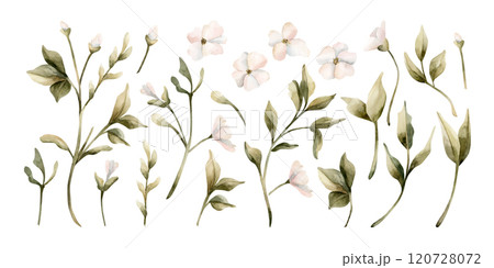 White small flowers with leaves. Jasmine, orange, apple blossom. Set of watercolor hand painted floral isolated illustrations for wedding design, home textile, porcelain crockery, cosmetic package White small flowers with leaves. Jasmine, orange, apple blossom. Set of watercolor hand painted floral isolated illustrations for wedding design, home textile, porcelain crockery, cosmetic package 120728072