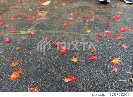 道路に散らばるカラフル紅葉 120728202