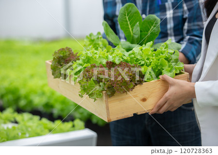 Hydroponics fresh vegetables in wooden box. farmers holding wood basket with fresh vegetables in greenhouse farm. Business Agricultural Vegetable Production. Hydroponics fresh vegetables in wooden box. farmers holding wood basket with fresh vegetables in greenhouse farm. Business Agricultural Vegetable Production. 120728363