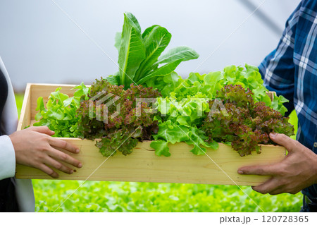 Hydroponics fresh vegetables in wooden box. farmers holding wood basket with fresh vegetables in greenhouse farm. Business Agricultural Vegetable Production. 120728365