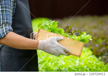 Man farmers holding wood box organic vegetables hydroponic. Business Agricultural Vegetable Production. Soil-Free Planting. working in greenhouse. Man farmers holding wood box organic vegetables hydroponic. Business Agricultural Vegetable Production. Soil-Free Planting. working in greenhouse. 120728411