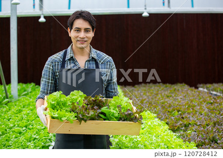 Asian man farmers holding wood box organic vegetables hydroponic. Business Agricultural Vegetable Production. Soil-Free Planting. working in greenhouse. 120728412