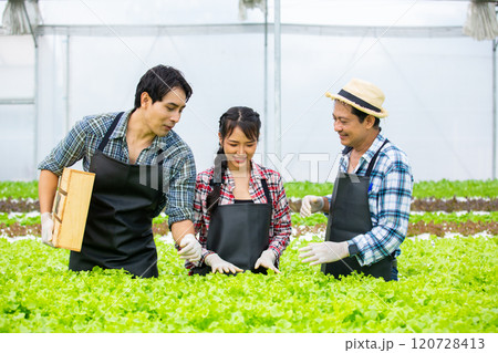Asian farmers organic vegetables hydroponic. Business Agricultural Vegetable Production. Soil-Free Planting. working in greenhouse. 120728413