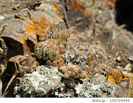 Unique rock formation adorned with vibrant moss and succulent plants in a sunlit environment Unique rock formation adorned with vibrant moss and succulent plants in a sunlit environment 120728449