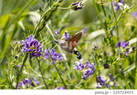 Butterfly gracefully sipping nectar from vibrant purple flowers in a sunny meadow during springtime Butterfly gracefully sipping nectar from vibrant purple flowers in a sunny meadow during springtime 120728455