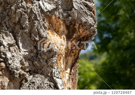 Unique textures of a weathered tree trunk basking in the sunlight amidst lush greenery on a warm day 120728487