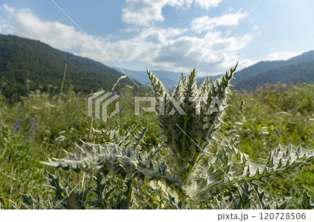 Exploring the vibrant flora of Dilijan, Armenia on a sunny afternoon in the mountains 120728506