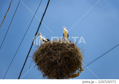 Generated image 120728571