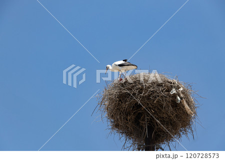 Generated image Generated image 120728573