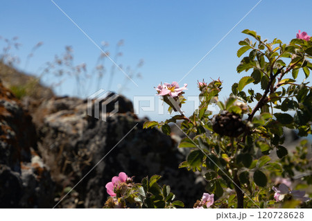 Bright pink wildflowers bloom against rugged rocks under a clear blue sky in a serene outdoor setting Bright pink wildflowers bloom against rugged rocks under a clear blue sky in a serene outdoor setting 120728628