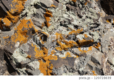 Lichen-covered rocks showcase vibrant colors in a sunlit natural setting 120728639