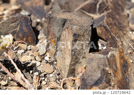 Natural rock formations reveal the beauty of a desert landscape under the bright sun 120728642