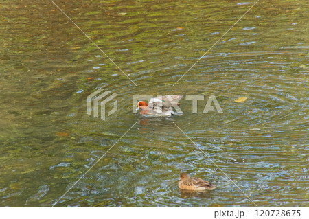 元気に泳ぐカモ 元気に泳ぐカモ 120728675