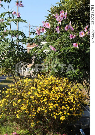 秋の公園に咲く皇帝ダリアのピンク色の花とユリオプスデージーの黄色い花 秋の公園に咲く皇帝ダリアのピンク色の花とユリオプスデージーの黄色い花 120728791