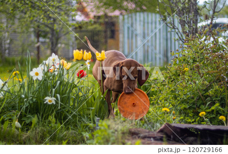 Hungarian vizsla enjoying a sunny afternoon in a vibrant garden surrounded by blooming flowers Hungarian vizsla enjoying a sunny afternoon in a vibrant garden surrounded by blooming flowers 120729166