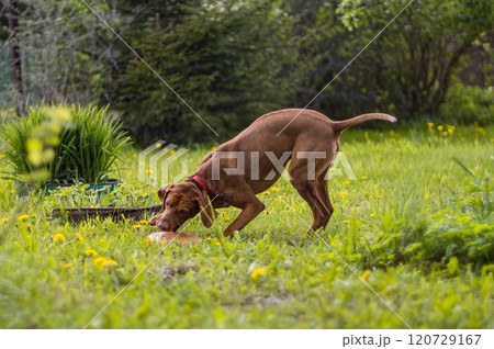 Hungarian vizsla enjoying playtime outdoors among vibrant greenery and flowers during a sunny afternoon Hungarian vizsla enjoying playtime outdoors among vibrant greenery and flowers during a sunny afternoon 120729167