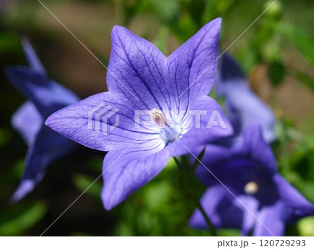 庭に咲いたキキョウの花 庭に咲いたキキョウの花 120729293