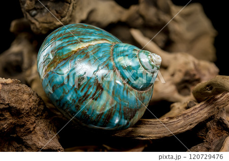 Polished Turquoise Nautilus Shell 120729476