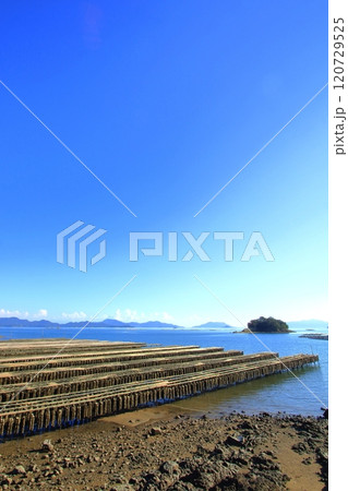 穏やかな瀬戸の海で育つ牡蠣 穏やかな瀬戸の海で育つ牡蠣 120729525