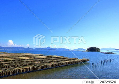 穏やかな瀬戸の海で育つ牡蠣 120729526