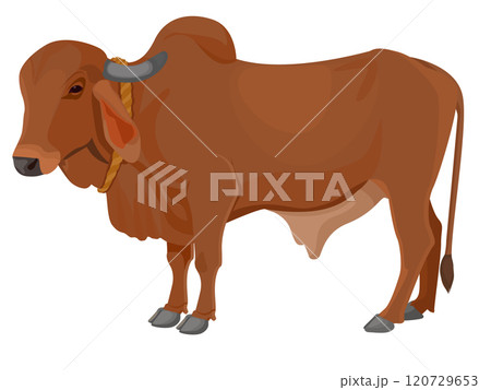 Zebu bull. Brahman cattle. Vector illustration 120729653