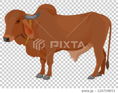 Zebu bull. Brahman cattle. Vector illustration 120729653