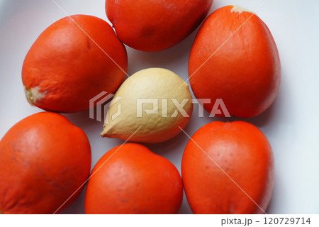 ソテツの種子 120729714