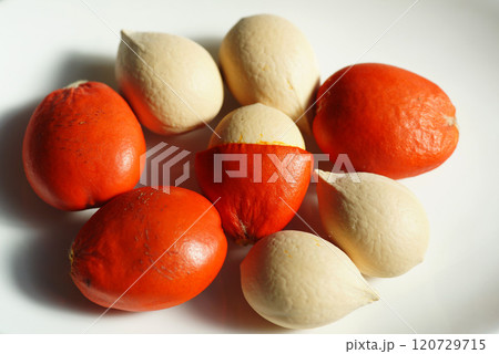 ソテツの種子 120729715