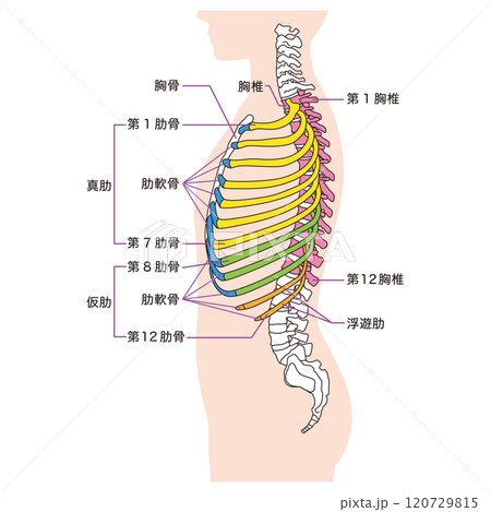 肋骨と胸椎のしくみ 骨格 横図 医療 肋骨と胸椎のしくみ 骨格 横図 医療 120729815