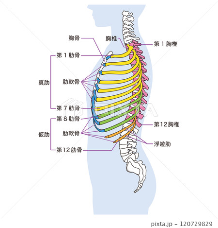 肋骨と胸椎のしくみ 骨格 横図 医療 肋骨と胸椎のしくみ 骨格 横図 医療 120729829