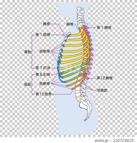 肋骨和胸椎的結構骨骼側視圖醫學 肋骨和胸椎的結構骨骼側視圖醫學 120729829