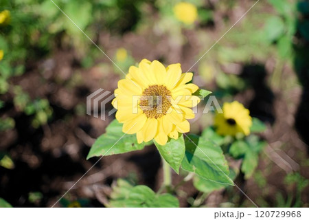 光り輝くひまわり畑に咲き誇る元気な向日葵 光り輝くひまわり畑に咲き誇る元気な向日葵 120729968