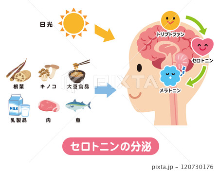 セロトニンの分泌　トリプトファン　メラトニン 120730176