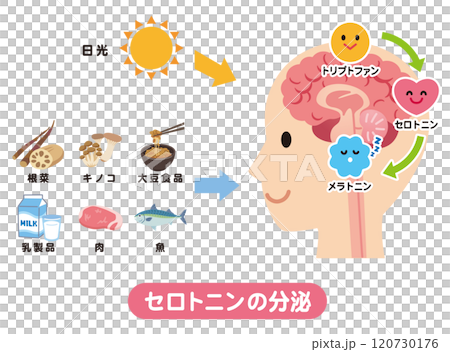 セロトニンの分泌　トリプトファン　メラトニン 120730176
