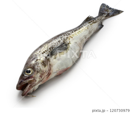 スケソウダラ 120730979