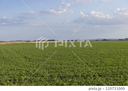 green grass and other plants in sunny weather green grass and other plants in sunny weather 120731000