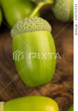 details of green immature oak acorns in close-up 120731034