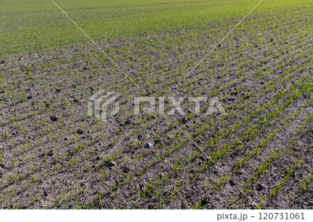 a large harvest of green wheat sprouts a large harvest of green wheat sprouts 120731061