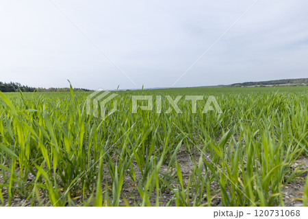 green wheat in cloudy weather in spring 120731068