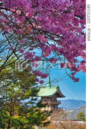 京都 春の銅閣 大雲院 祇園閣 (京都府京都市東山区) 京都 春の銅閣 大雲院 祇園閣 (京都府京都市東山区) 120731140