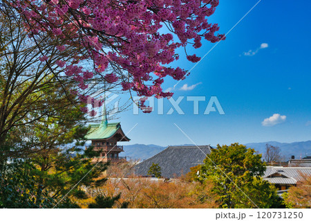京都 春の銅閣  大雲院  祇園閣 (京都府京都市東山区) 京都 春の銅閣  大雲院  祇園閣 (京都府京都市東山区) 120731250