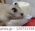 外をうかがうハムスター 120731338