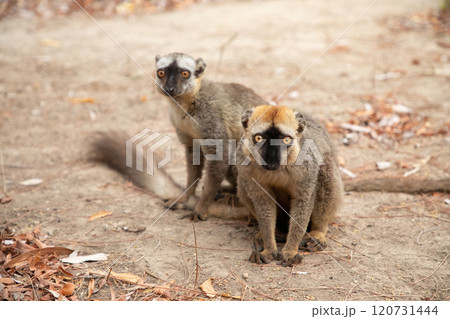 Common brown lemur Eulemur fulvus with orange eyes. Common brown lemur Eulemur fulvus with orange eyes. 120731444