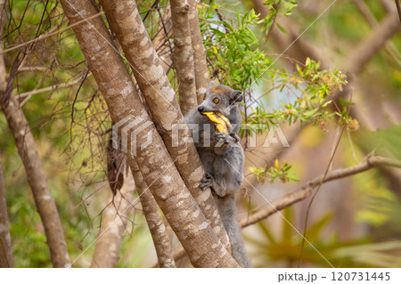 Crowned lemur in forest Madagascar nature. Crowned lemur in forest Madagascar nature. 120731445